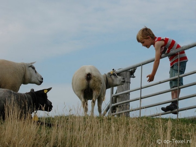 Texel 118