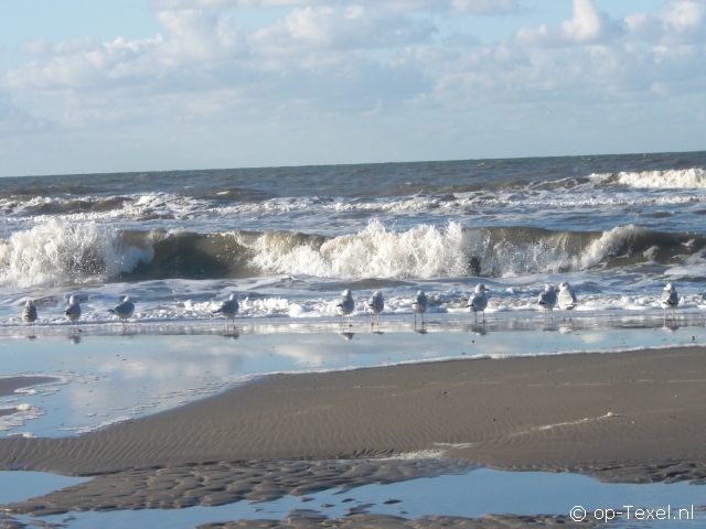 Texel 118